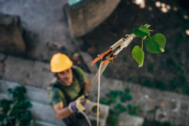 Best Firewood Processing and Delivery  in Garnet, CA